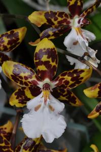 Oncidium Crowborough (1965)