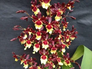 Oncidium Volcano