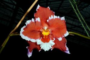 Oncidium Ingmar