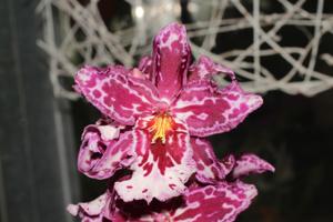 Oncidium Joe's Drum