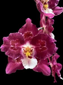 Oncidium Joe's Drum