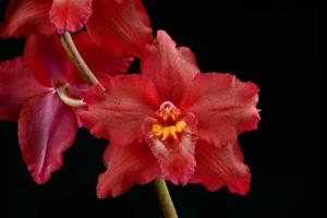 Oncidium Lautrix