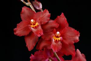 Oncidium Lautrix