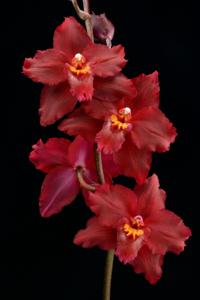 Oncidium Lautrix