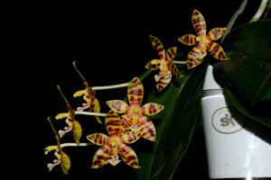 Phalaenopsis Mambo