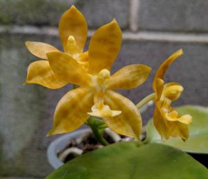 Phalaenopsis Mambo