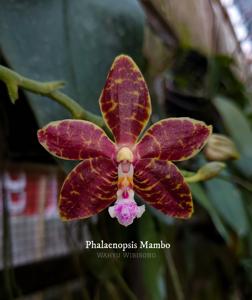 Phalaenopsis Mambo