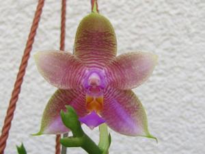 Phalaenopsis Norman