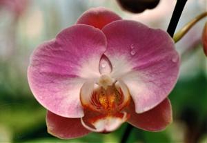 Phalaenopsis Otohime