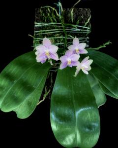 Phalaenopsis Penang Violacea