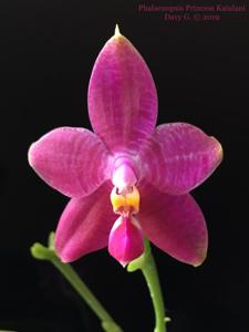 Phalaenopsis Princess Kaiulani