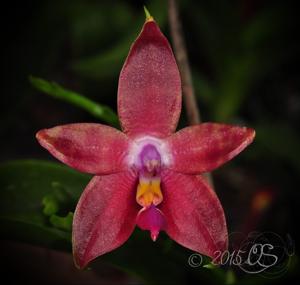 Phalaenopsis Princess Kaiulani