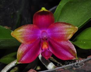 Phalaenopsis Princess Kaiulani