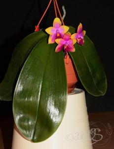 Phalaenopsis Princess Kaiulani