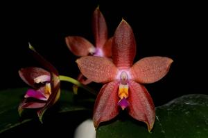 Phalaenopsis Princess Kaiulani