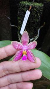 Phalaenopsis Princess Kaiulani