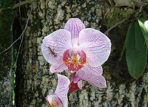 Phalaenopsis Snow Leopard