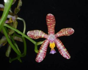 Phalaenopsis Spica