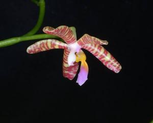 Phalaenopsis Spica