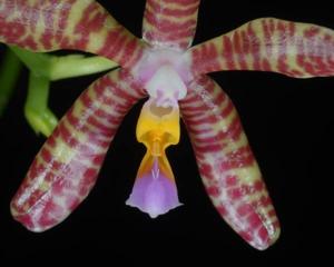 Phalaenopsis Spica