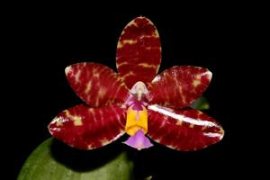 Phalaenopsis Spica