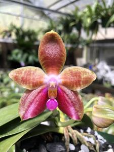 Phalaenopsis Star of Florida