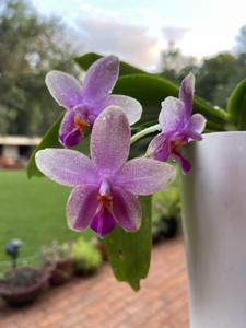 Phalaenopsis Sweet Memory