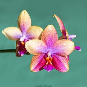 Phalaenopsis Sweet Memory