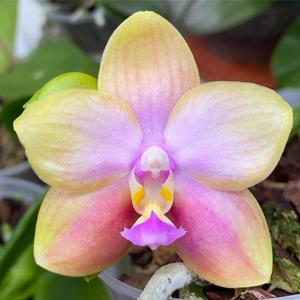 Phalaenopsis Sweet Memory