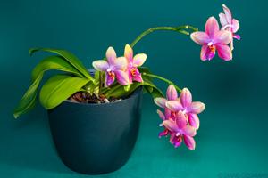 Phalaenopsis Sweet Memory