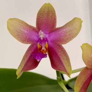 Phalaenopsis Sweet Memory