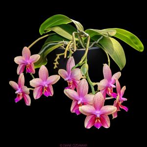 Phalaenopsis Sweet Memory