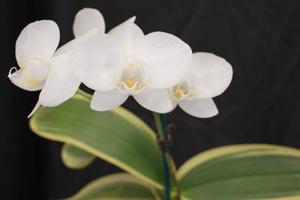 Phalaenopsis Timothy Christopher