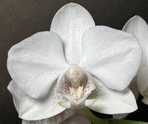 Phalaenopsis Timothy Christopher