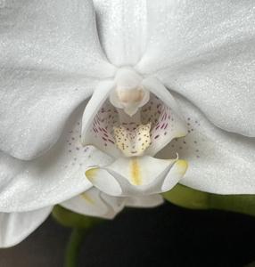 Phalaenopsis Timothy Christopher