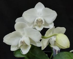 Phalaenopsis Timothy Christopher