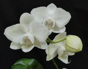 Phalaenopsis Timothy Christopher