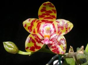 Phalaenopsis Tiger Butter