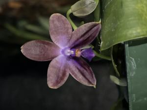 Phalaenopsis Violet Charm