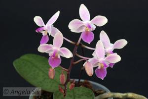 Phalaenopsis Venus