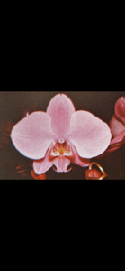 Phalaenopsis Zada