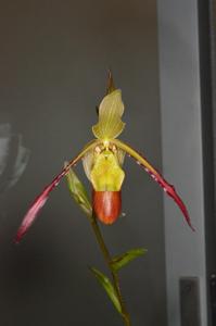 Phragmipedium Sorcerer's Apprentice