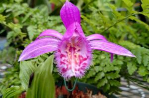 Pleione Tongariro