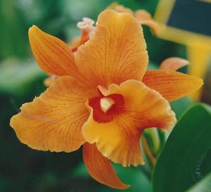 Rhyncholaeliocattleya Fortune Teller