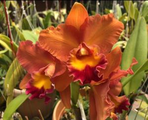 Rhyncholaeliocattleya Fortune Teller