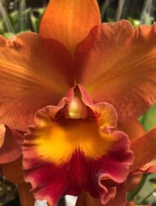 Rhyncholaeliocattleya Fortune Teller