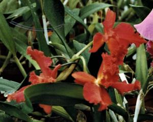 Rhyncholaeliocattleya Naokazu