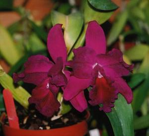 Rhyncholaeliocattleya Rebecca Merkel