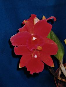 Rhyncholaeliocattleya Rebecca Merkel