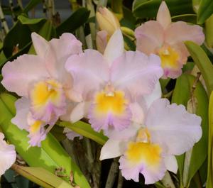 Rhyncholaeliocattleya William Farrell